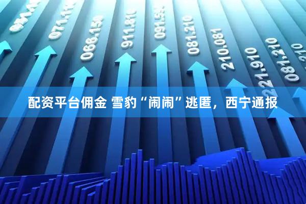 配资平台佣金 雪豹“闹闹”逃匿，西宁通报